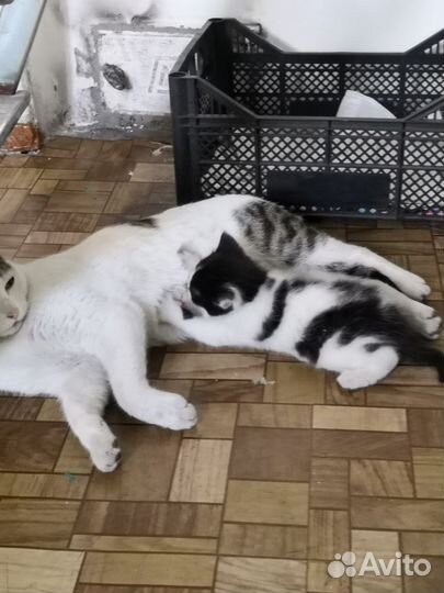 Котенок