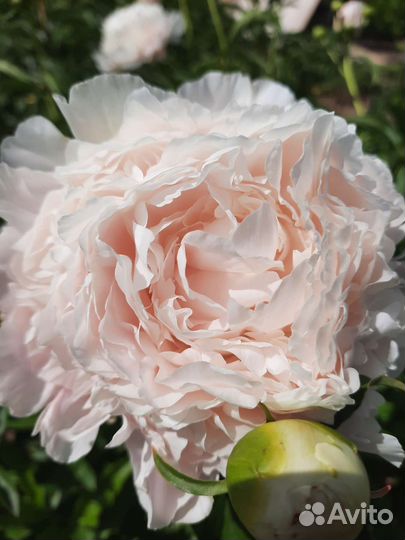 Пионы сортовые