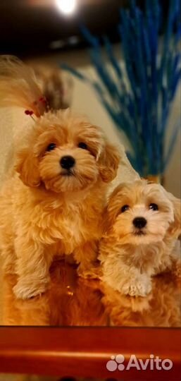 Щенки мальтипу f1 мини