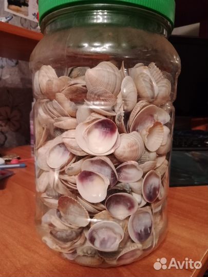 Морские ракушки для аквариума