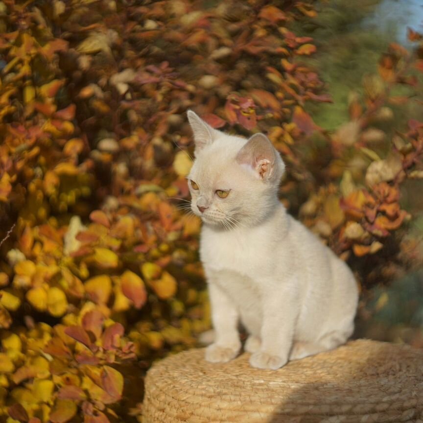 Бурманские котята