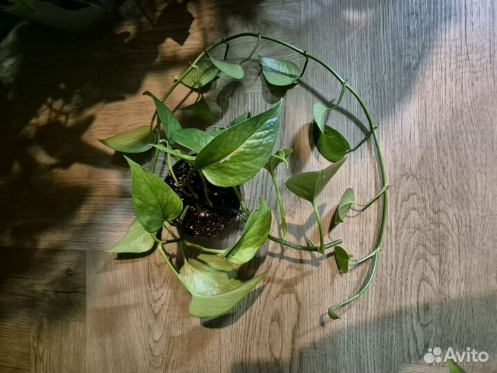 Сциндапсус марбл квин