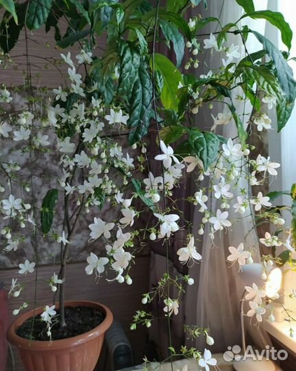 Клеродендрумы сортовые