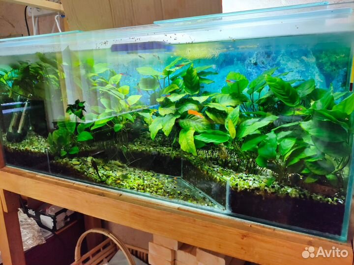 Аквариумы 100л и 30л со всем оборудованием и рыба