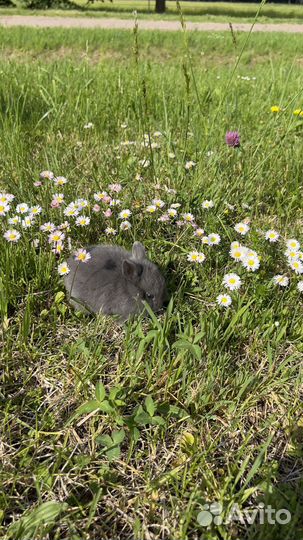 Кролики ручные