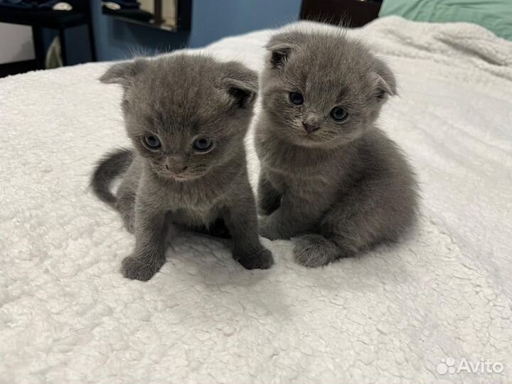 Шотландские вислоухие котята