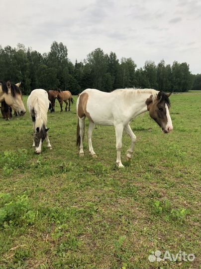 Продажа лошадей