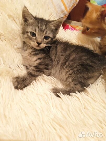 Найдены котята