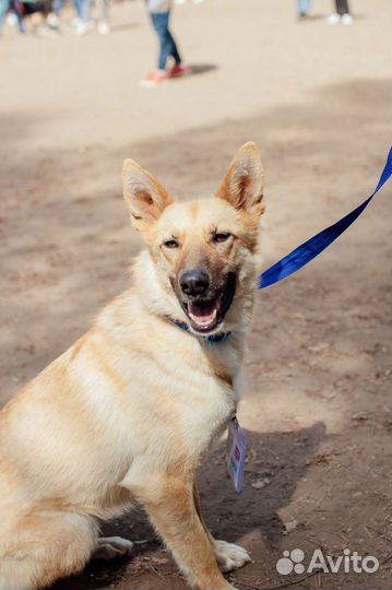 Собака в добрые руки, Олёнка