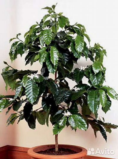 Кофе Арабика