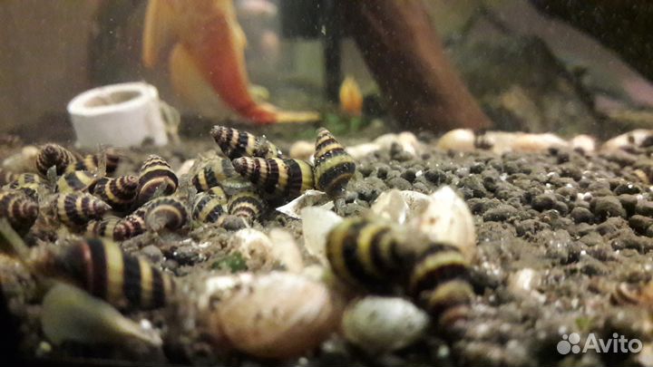 Хищная улитка Хелена