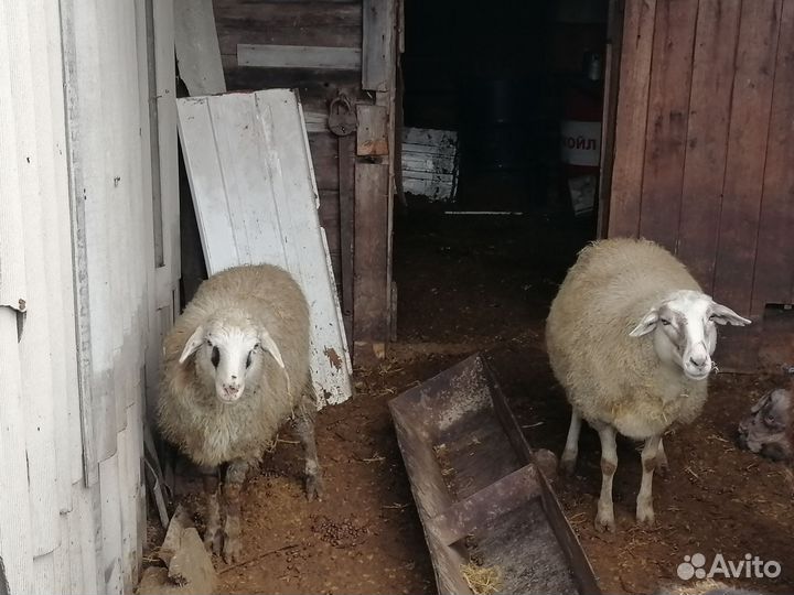 Овца, баран