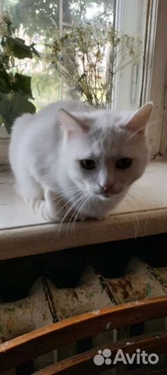 Кот и кошка бесплатно