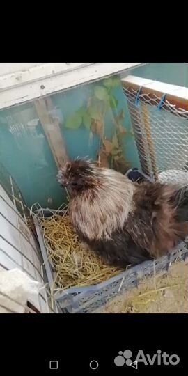 Китайская шелковая курица,цыплята. Петух с курицей