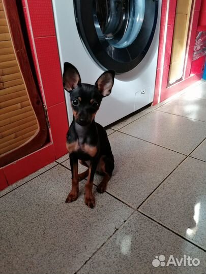 Той-терьер мальчик и девочка