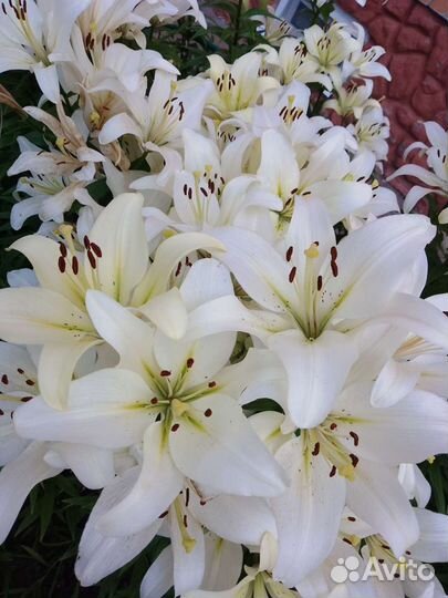 Лилии белые многолетние