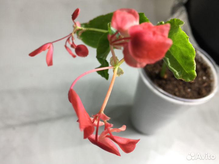 Бегония Беллекония