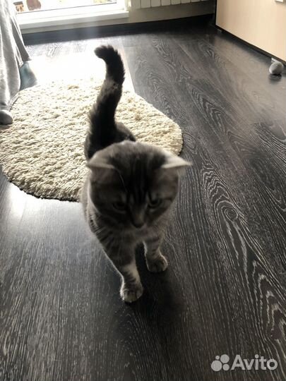 Шотландская вислоухая (кот)