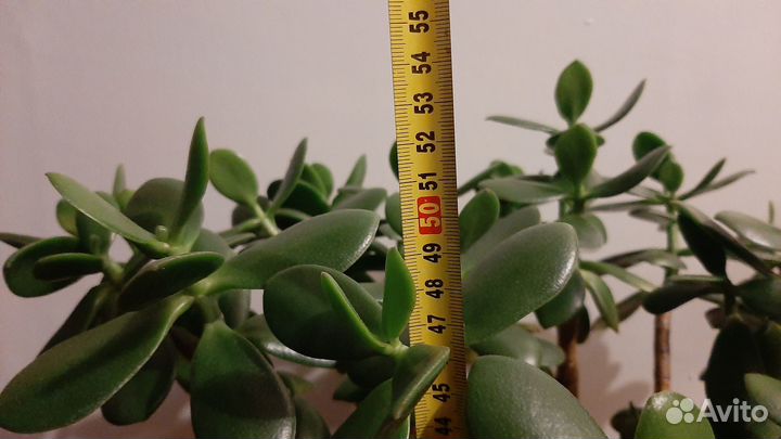 Цветок денежное дерево