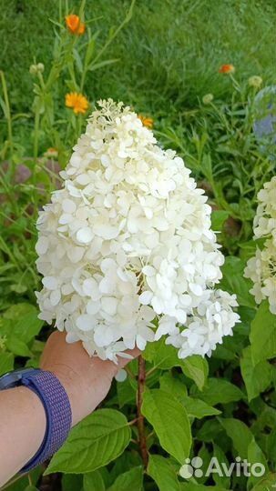 Гортензия метельчатая самарская Лидия, Саммер лав