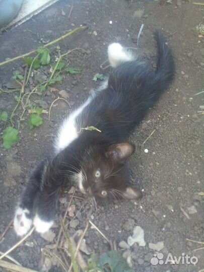 Продается котенок
