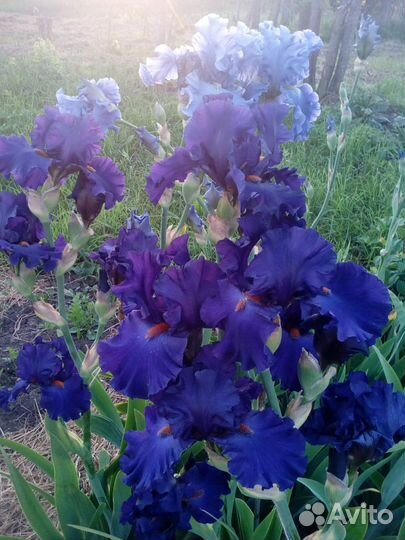 Ирис бородатый Paul Black (Джонсон, 2002)