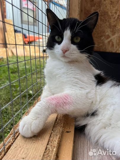 Кошка в дар бесплатно