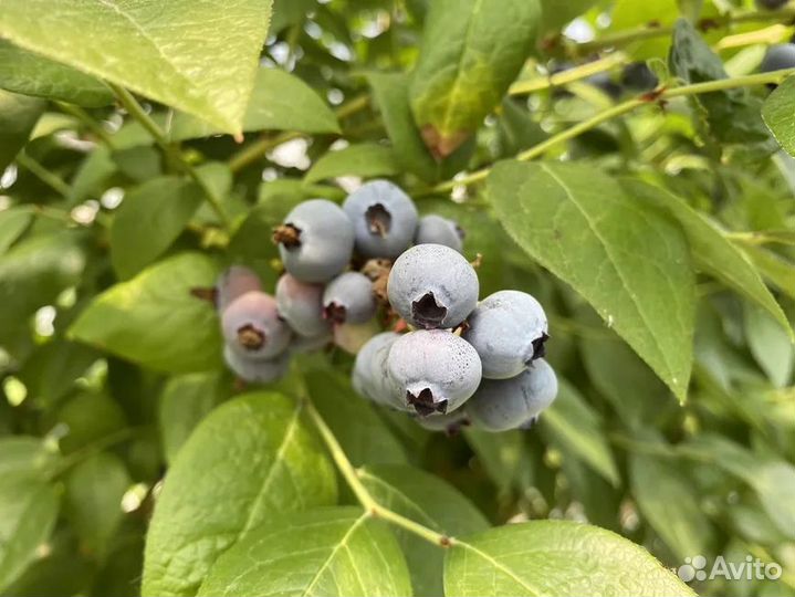 Голубика 5лет