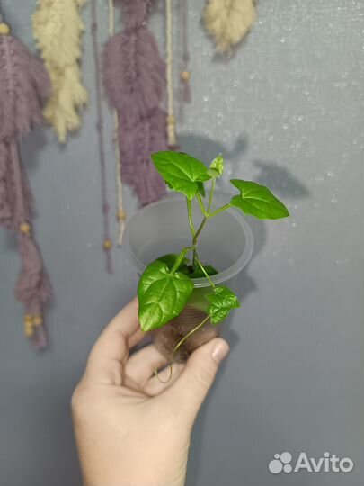 Ампельные растения для сада