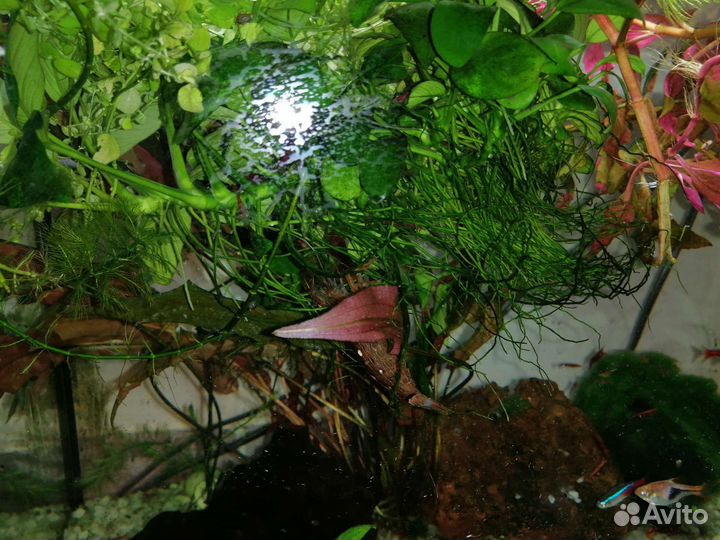 Аквариум с рыбками и креветками