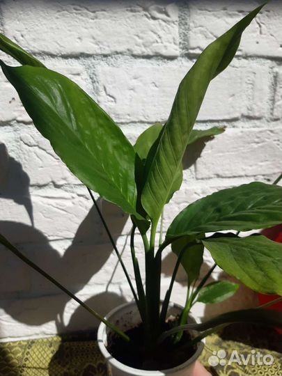 Спатифиллум (женское счастье)