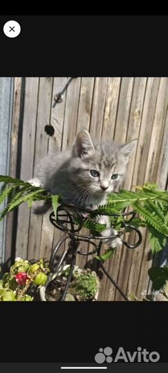 Отдам котят