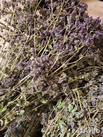 Трава душица