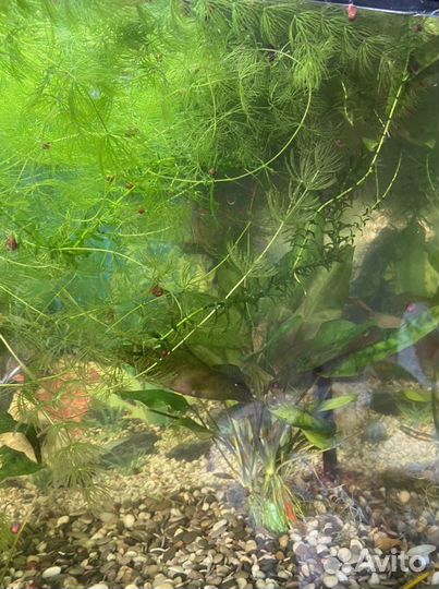 Роголистник