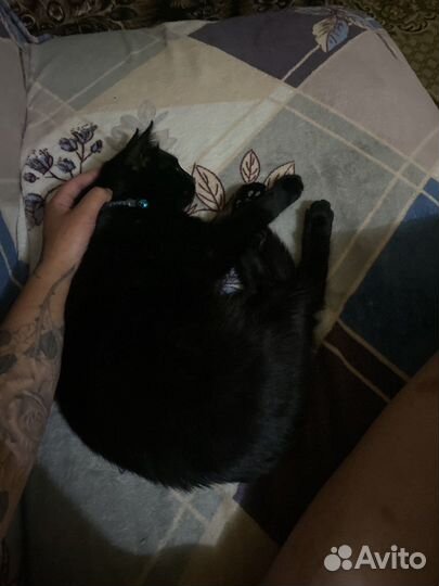 Кошки бесплатно