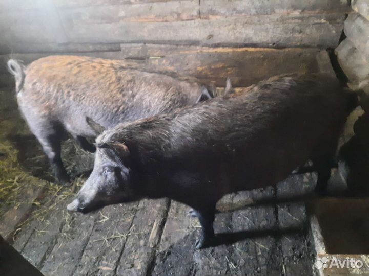 Дикий кабан