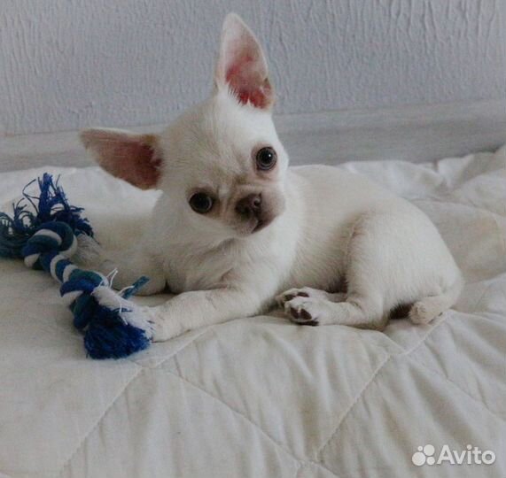 Щенки чихуахуа мини девочка
