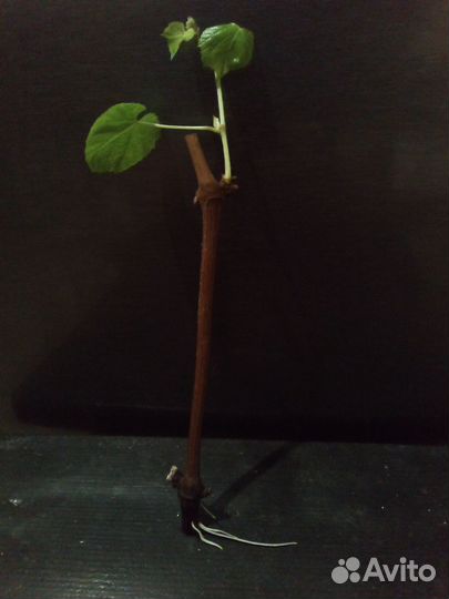 Саженцы и черенки винограда