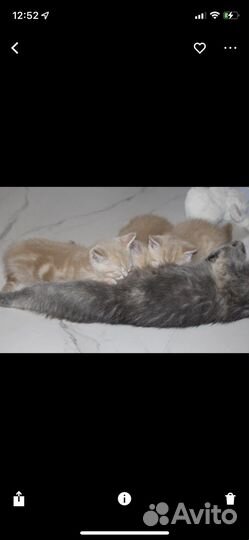 Британские котята редкого окраса