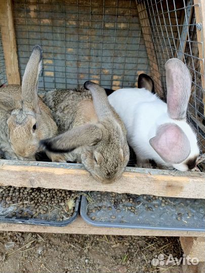 Крольчата