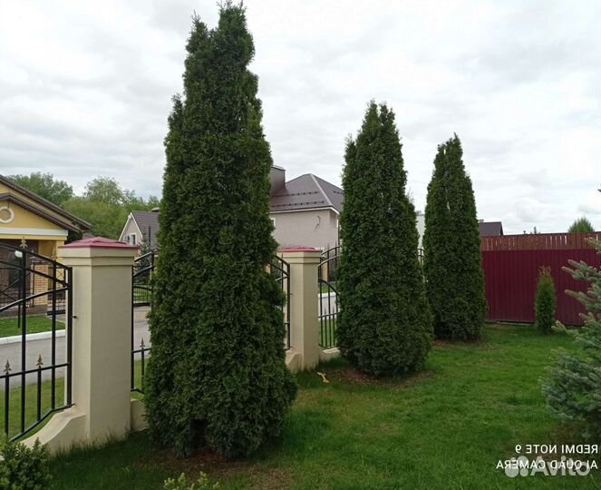 Туя сорта Смарагд Элитные