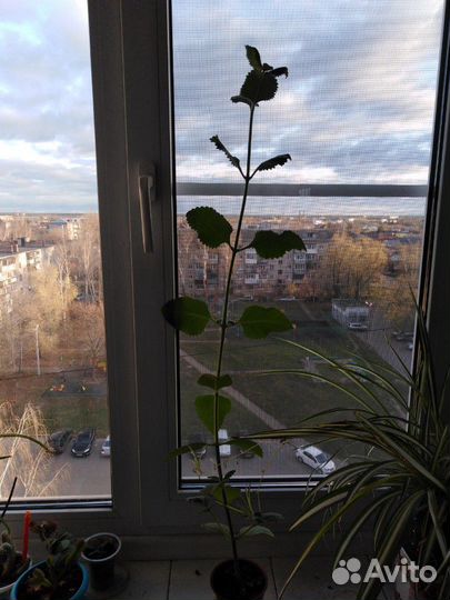 Лимонная мята