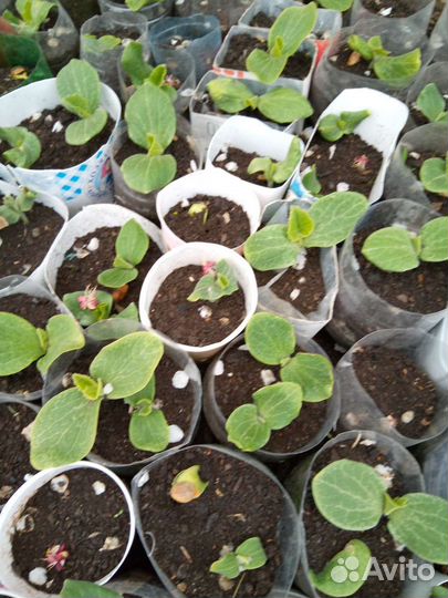 Рассада помидор