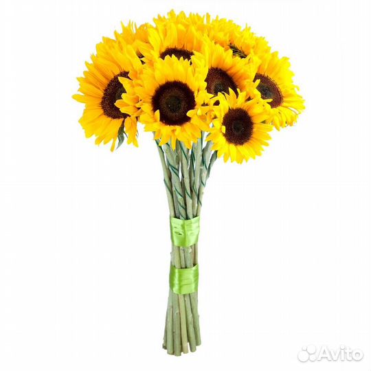 Подсолнух. Гелиантус. Цветы. Букеты. Доставка
