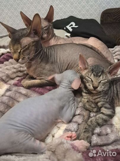 Донской сфинкс котята
