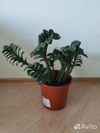 Замиокулькас зензи жук