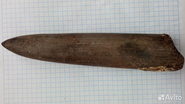 Белемнит чертов палец, окаменелость