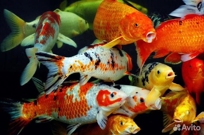 Карп Кои. Прудовые рыбки