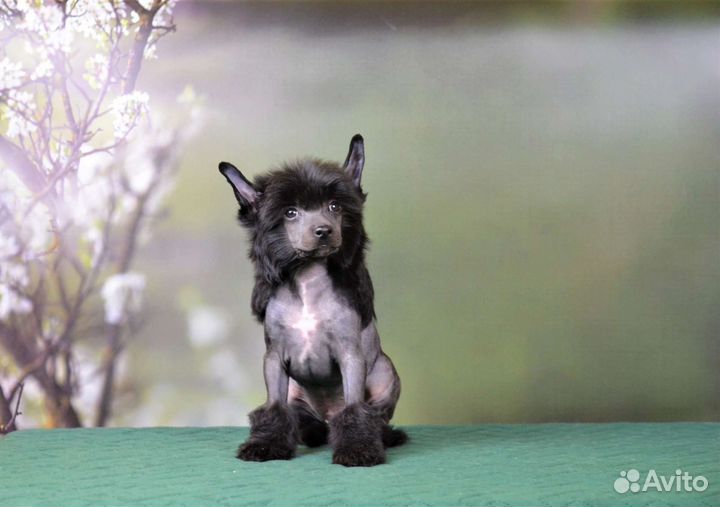 Китайская хохлатая