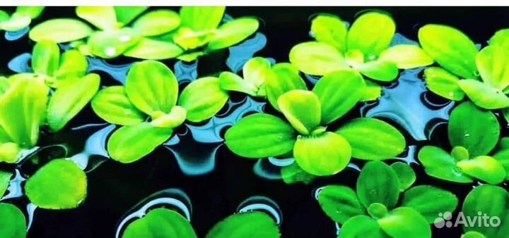 Растения пистия